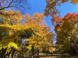 Maryland fall scenery | landscape | backyard oasis