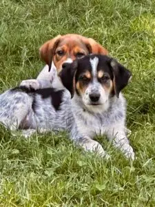 pet-friendly backyard designs