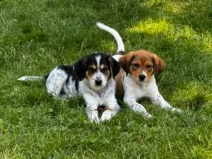 Pet-Friendly Backyard Designs