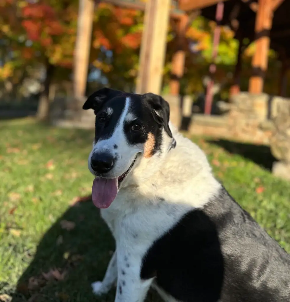 Pet-friendly backyard designs