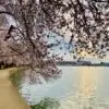 Cherry Blossom Trees and Fiberglass Pools | Ardent Outdoor Living