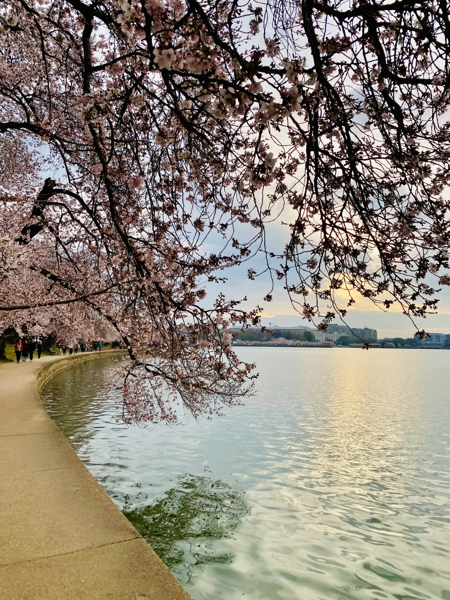 Cherry Blossom Trees and Fiberglass Pools | Ardent Outdoor Living